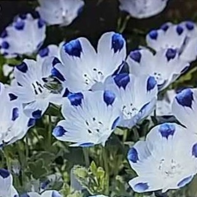 花の種　ネモフィラ3品種セット ハンドメイドのフラワー/ガーデン(その他)の商品写真