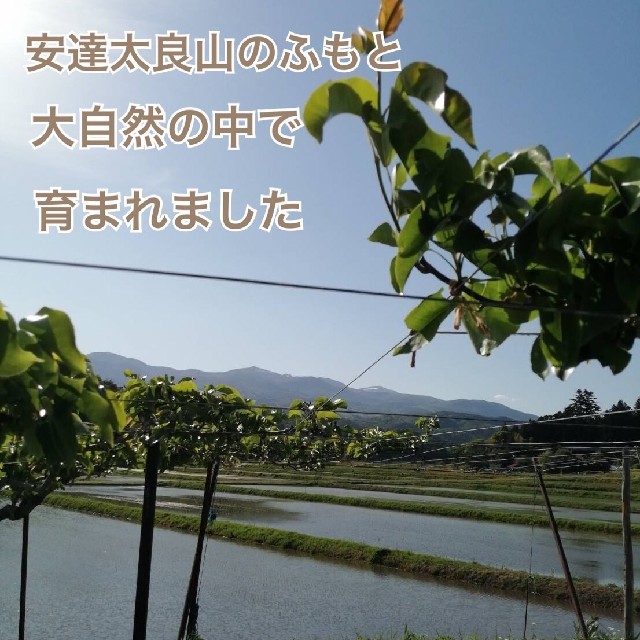 ①ユリ様専用 2L【生産者直送】豊水 2L 5kg 福島県産　送料込み 食品/飲料/酒の食品(フルーツ)の商品写真