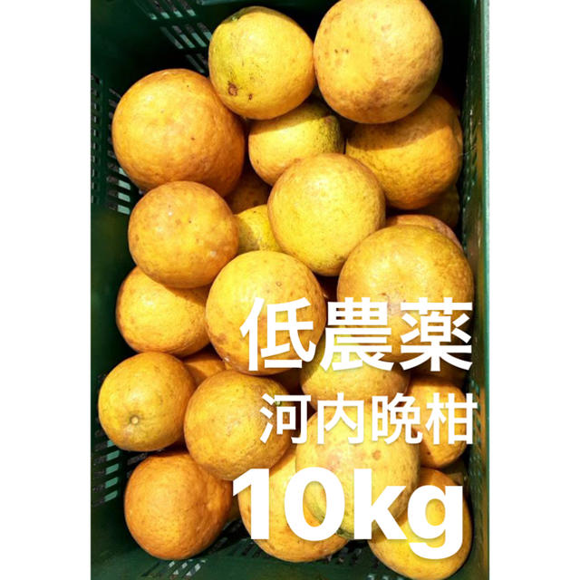 愛媛　低農薬　宇和ゴールド10Kg   河内晩柑 食品/飲料/酒の食品(フルーツ)の商品写真