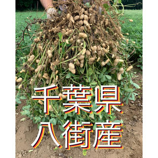 9月9日収穫分 千葉県八街産おおまさり1キロ(野菜)