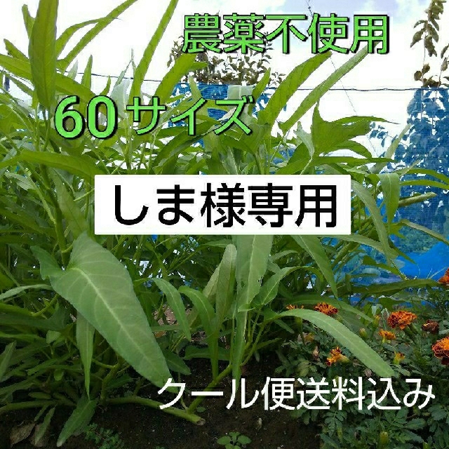 野菜箱詰め【野菜おまかせ♪野菜おためし】朝採り空芯菜増量セット★新鮮野菜 食品/飲料/酒の食品(野菜)の商品写真