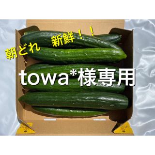 朝どれきゅうり　宮崎県産　訳あり(野菜)