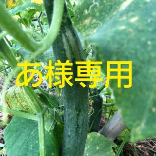 九州とれたて野菜セット　あ様専用(野菜)