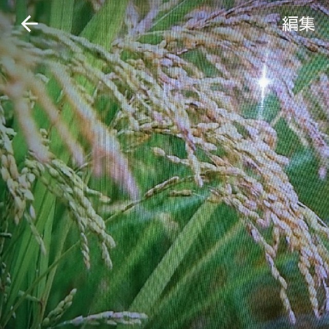 海外最新 新米 茨城県産こしひかり 米/穀物
