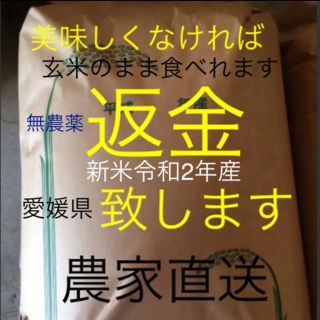 チャチャ様専用　無農薬新米純こしひかり10㎏ 玄米(米/穀物)