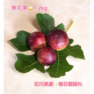 無花果⭐︎12玉〜15玉　約1.2kg 石川県産⭐︎本日発送致します(フルーツ)