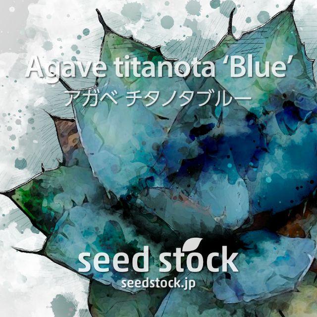 アガベの種 Agave titanota 'Blue' 20個 ハンドメイドのフラワー/ガーデン(その他)の商品写真