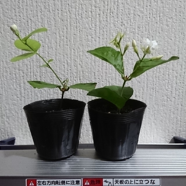 ピカケ苗一重 八重セットの通販 By Miumamaten S Shop ラクマ ピカケ苗一重 八重セットの通販 By Miumamaten S Shop ラクマ