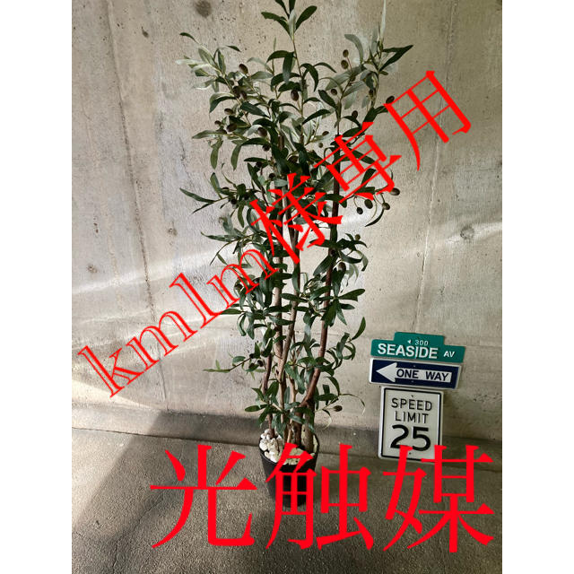 光触媒　人工観葉植物　抗菌消臭　ウォールグリーン