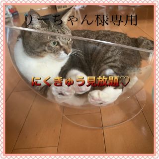 猫のおもちゃ　猫じゃらし　にくきゅう見放題！　クリアボウルベッド　可愛い(猫)