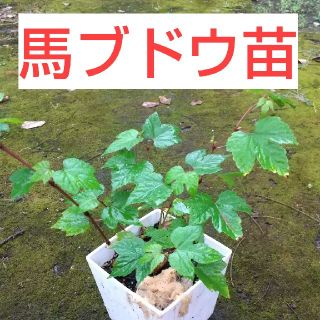 馬ブドウ苗(その他)