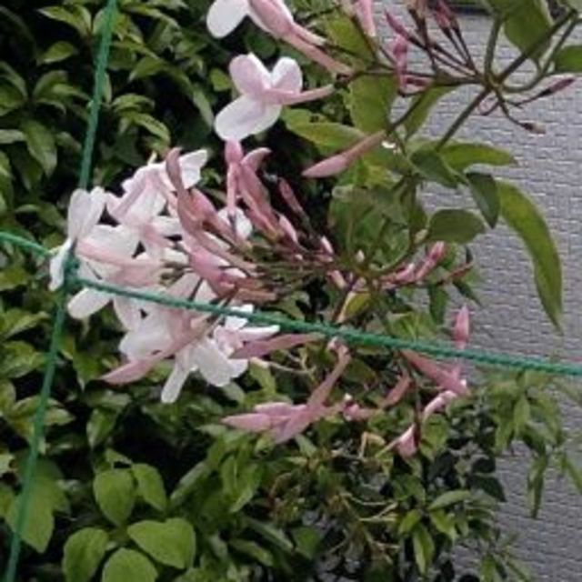 ハゴロモジャスミン 羽衣 1苗 抜き苗 根つき苗 自然栽培 第四種郵便の通販 By Tokyo Closet Organic Greens ラクマ