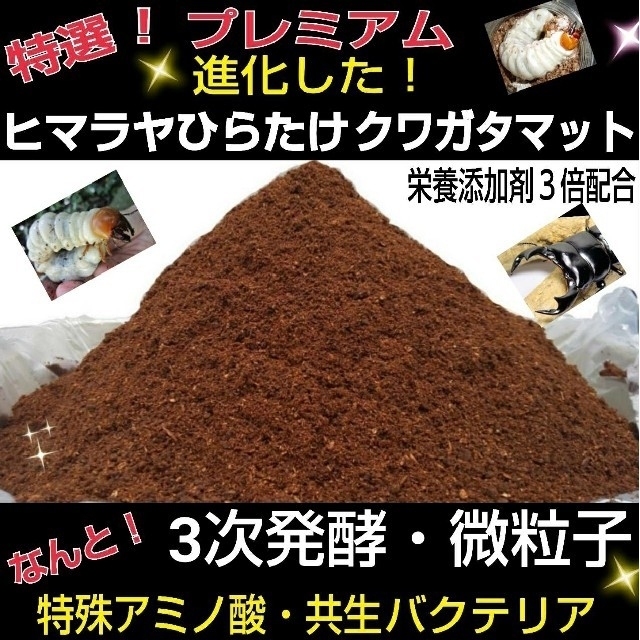 レッド系 カブトムシ幼虫が大きく育ちます!ヒマラヤひらたけ発酵