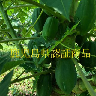 青パパイヤ3kg無農薬栽培鹿児島県産(野菜)