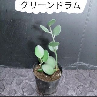 M⑤ グリーンドラム 緑の太鼓 多肉植物(知育玩具)