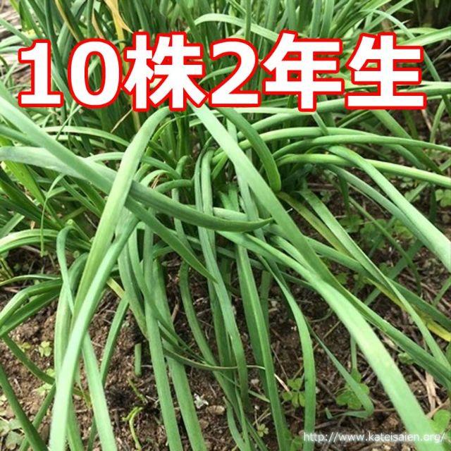 ■大葉ニラ苗 2年生 韮苗 無農薬 有機栽培10株にら苗 野菜苗☆追加可能♪ 食品/飲料/酒の食品(野菜)の商品写真