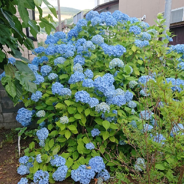 秋紫陽花  枝つき  10本 ① ハンドメイドのフラワー/ガーデン(その他)の商品写真