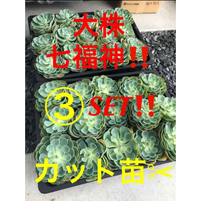【超お買い得!】 【再入荷しました❗️③株SET❗️大人気七福神 シチフクジン カット苗】 大株 その他 【超お買い得!】 【再入荷しました❗️③株SET❗️大人気七福神 シチフクジン カット苗】 大株 その他