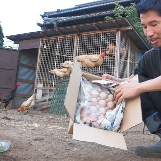 放飼い卵20個入り詰め合わせ(名古屋コーチン、ボリスブラウン、岡崎おうはん)(その他)