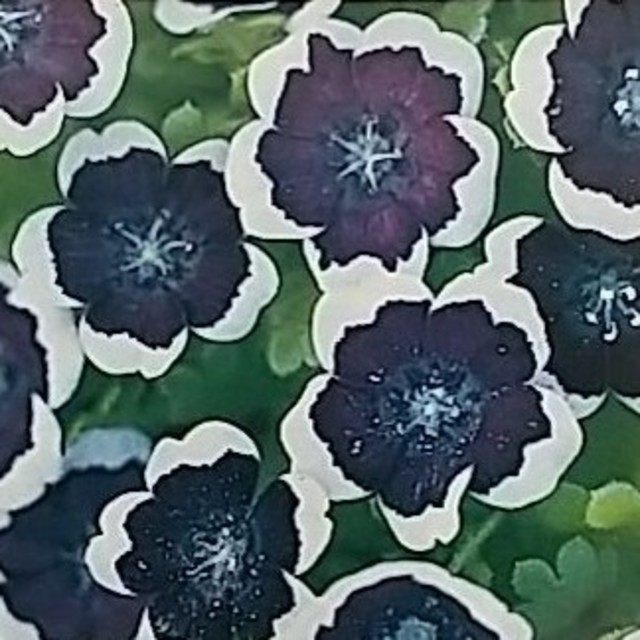 花の種　ネモフィラインシグニスブルー３００粒　オマケ付き ハンドメイドのフラワー/ガーデン(その他)の商品写真