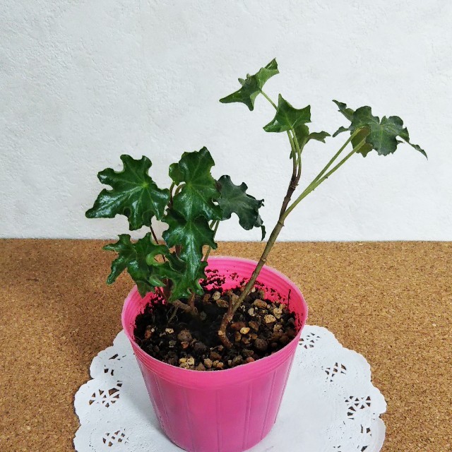 ヘデラ アイバレース  抜き苗 観葉植物 ハンドメイドのフラワー/ガーデン(その他)の商品写真