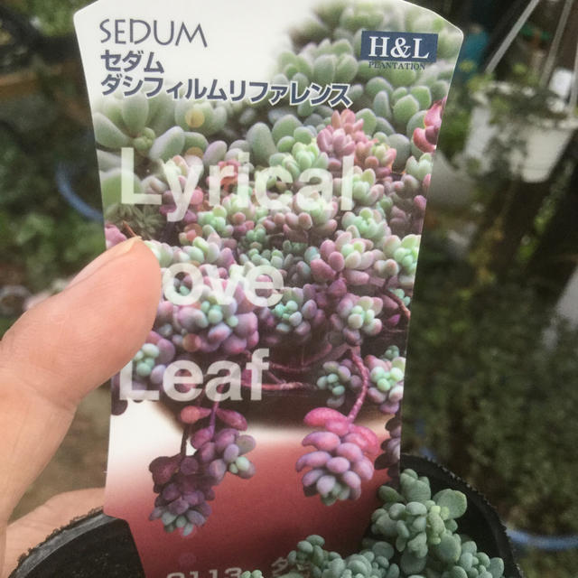 多肉植物　ピンクトルマリン様おまとめ ハンドメイドのフラワー/ガーデン(その他)の商品写真