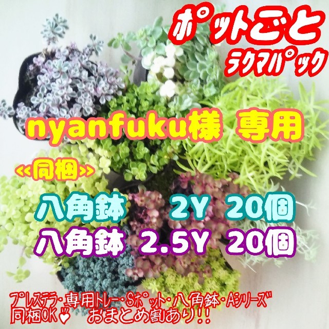 【ポットごと!!】セダム 他 9種セット♪ 他 多肉植物 プレステラ