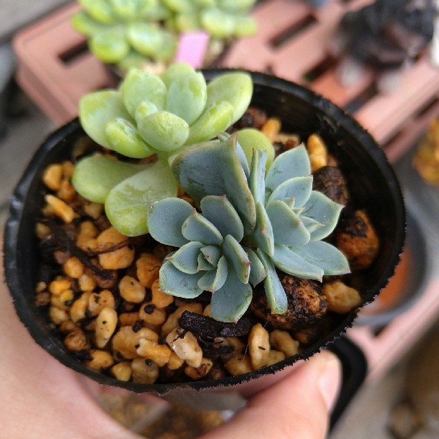 多肉植物 ミニ七福神 ロッティカット苗の通販 By ミユs Shop ラクマ 多肉植物 ミニ七福神 ロッティカット苗の通販 By ミユs Shop ラクマ