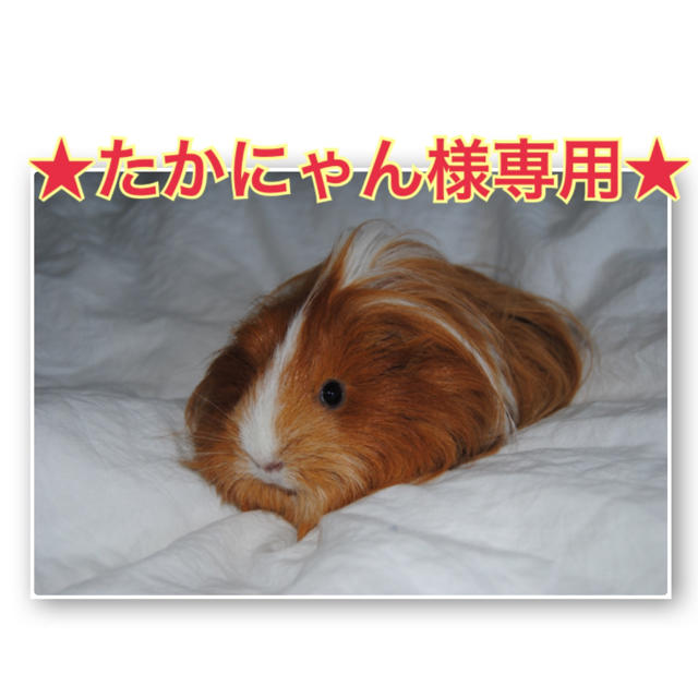 専用】たかにゃん様☆ twispwa.com