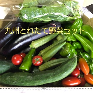 九州とれたて野菜セット　コンパクト便(野菜)