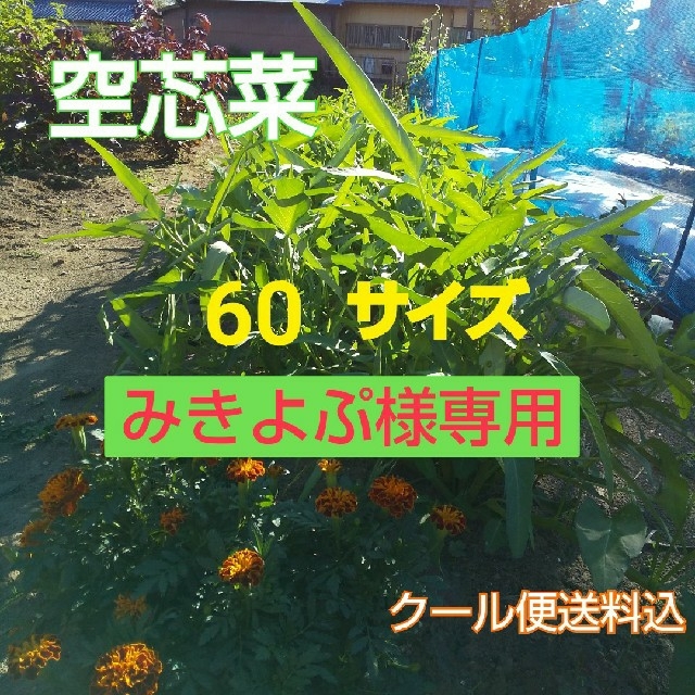 【空芯菜増量セット】新鮮野菜☆農薬不使用 食品/飲料/酒の食品(野菜)の商品写真