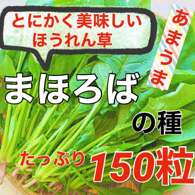 【伝説級‼️】ホウレンソウ まほろばの種 150粒【ほうれん草 種】野菜 タネ 食品/飲料/酒の食品(野菜)の商品写真