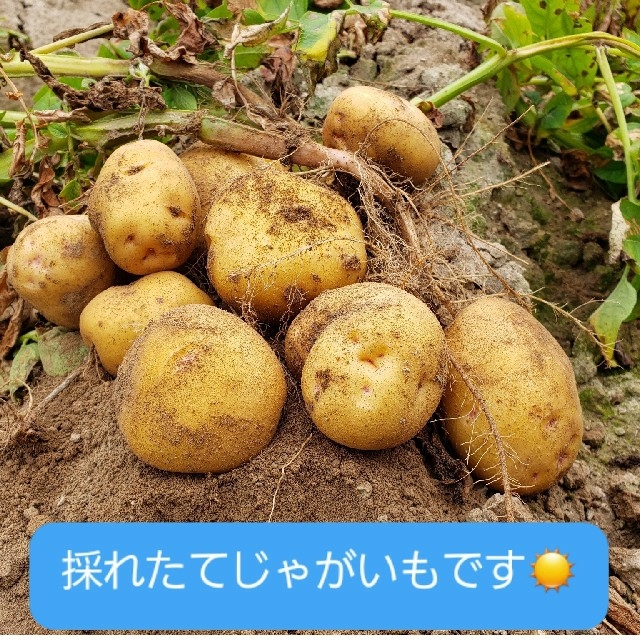 北海道 北見産 新じゃがいも インカのめざめ ◎農家直送 食品/飲料/酒の食品(野菜)の商品写真