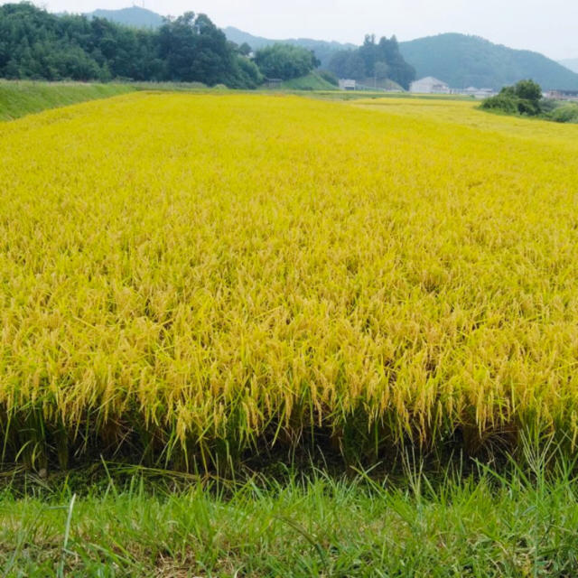 お米　令和元年産　産地直送　あきさかり　精米10㎏ 食品/飲料/酒の食品(米/穀物)の商品写真