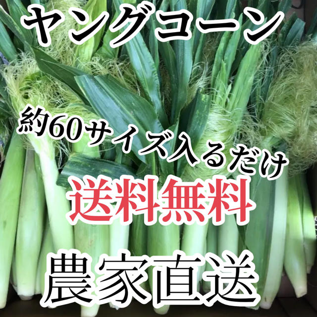 スージー様専用 食品/飲料/酒の食品(野菜)の商品写真