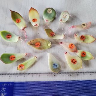 多肉植物葉挿しセット15種類(その他)