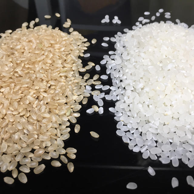 玄米30kg　米/穀物　令和2年産　新米　コシヒカリ　近江米