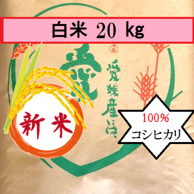 お米　白米　令和2年　愛媛県産コシヒカリ　10㎏　米/穀物