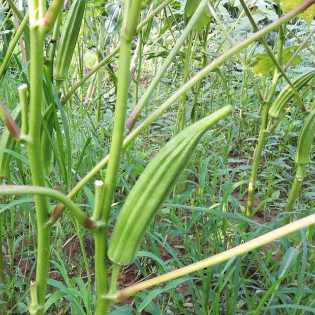 無農薬新鮮野菜果物セット 10種類80サイズ 食品/飲料/酒の食品(野菜)の商品写真