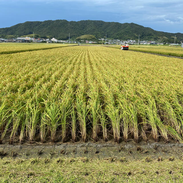 新米　令和2年産キヌヒカリ10キロ　和歌山よりお届け 食品/飲料/酒の食品(麺類)の商品写真