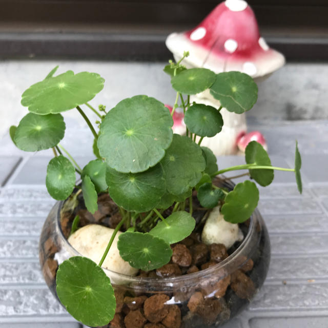 40 メダカの隠れ家 増えるウォーターコイン の通販 By うーちゃん S Shop ラクマ 40 メダカの隠れ家 増えるウォーターコイン の通販 By うーちゃん S Shop ラクマ