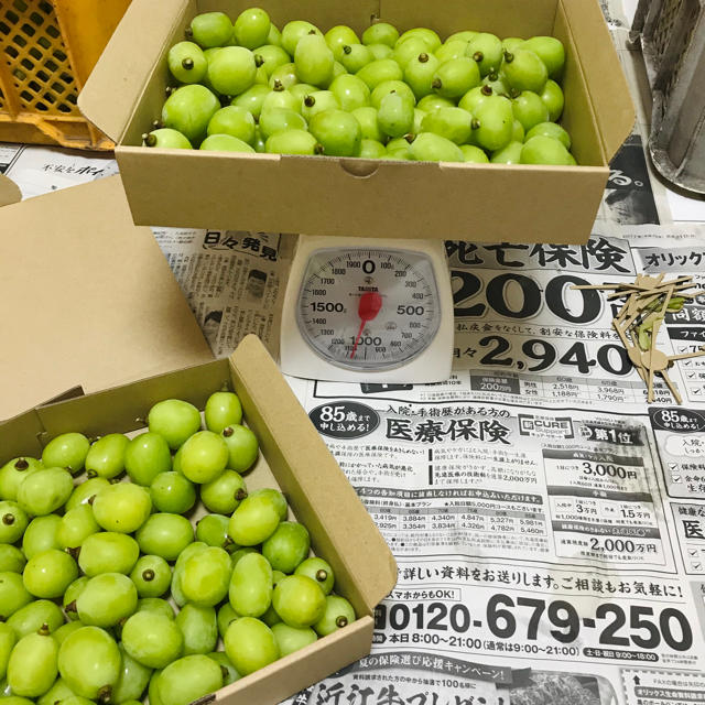 長野県産✨シャインマスカット✨1kg訳あり 食品/飲料/酒の食品(フルーツ)の商品写真