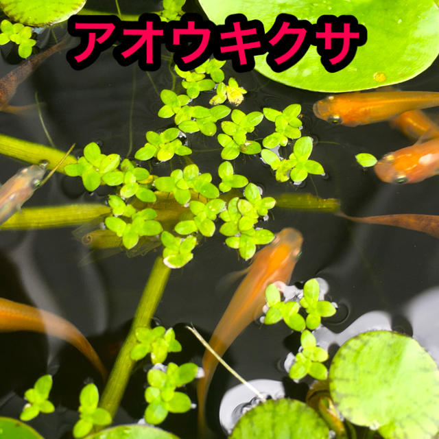 大人気 ビオトープセット アカウキクサ 水草 浮草 ホテイ草 めだか 金魚の通販 By Ann S Aqua Shop ラクマ 大人気 ビオトープセット アカウキクサ 水草 浮草 ホテイ草 めだか 金魚の通販 By Ann S Aqua Shop ラクマ