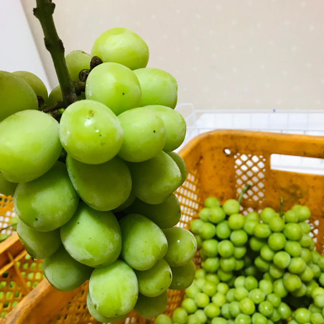 長野県産✨シャインマスカット✨訳あり1kg 食品/飲料/酒の食品(フルーツ)の商品写真