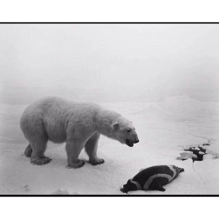 polar bear 杉本博司(写真)