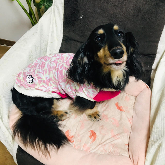 6〜8キロ『ピンク・花柄』　メルロコ　ダックス　犬服 ハンドメイドのペット(ペット服/アクセサリー)の商品写真