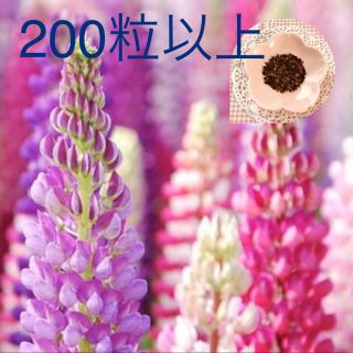 豪華さが魅力♡『ルピナス』花の種150→200粒(その他)