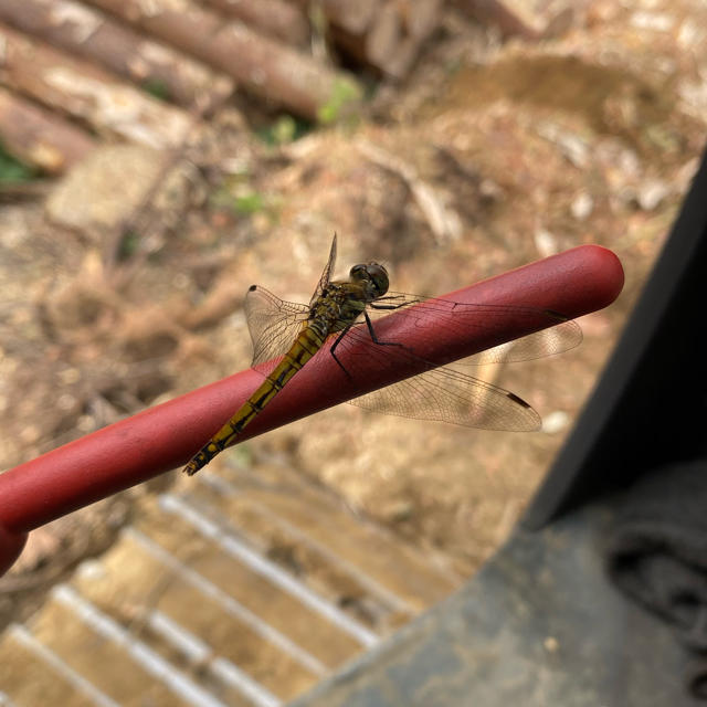 とんぼ香水