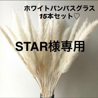 STAR様専用(ドライフラワー)