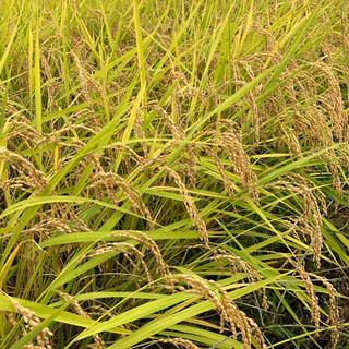 さと様専用　栃木県産　新米コシヒカリ30kg(米/穀物)
